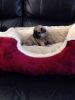 Stunning Girls and Boys Black and Fawn Pug Puppies