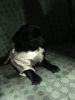 Beautiful Clear Fawn and Black Pug Girls and boys Ready Now -