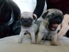 Purebred fawn and black PUG puppies for sale