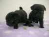 Favorable Chucky Pug Puppies for Sale