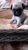 Adorable Chunky Kc Registered Pug Puppies