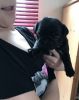 Kennel Club Registered Black Pug Puppies For Sale