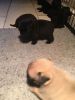 Pedigree Fawn and Black Pug Puppies for Sale