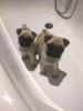 Kc Pug Pupies Black and Fawn For Sale