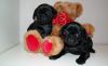 Kc Registered Fawn Female Pugs