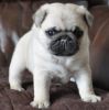 Beautiful Pug Puppies Ready Now!!!