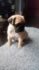 Beautiful Pug Puppies For Sale, Kc Registered