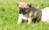 Puggle Puppies For Sale
