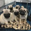 Pedigree Pug Puppies For Sale Ready For Loving Hom