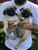 Kc Pug Puppies For Sale - Ready Now