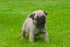 Superb Health Tested Kc Fawn & Apricot Pug Puppies