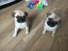 Ready Now Gorgeous Pedigree Pug Puppies For Sale
