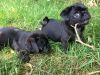 12 Week Old Puppies Now Ready To Leave Kc Reg