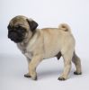 Adorable Pug Puppies Only 2 Males Left