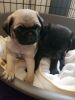 lovely pug puppy ready now