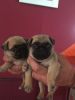 Outstanding Pug Puppy for rehoming