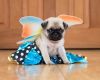 House Of Pugs - Kc Fawn Girl Pug Puppy