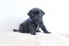 House Of Pugs - Stunning Kc Reg Platinum Boy Puppy