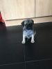 Blue & At Carrier Pug Puppies