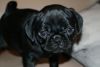 Stunning Quality Pug Carrying At Tan! Ready Now!!!