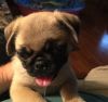 Gorgeous Pug Puppies Only 2 Boys Left