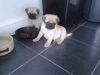 Nice and Healthy Pug Puppies Available