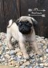 Fully Kc Registered Pug Puppies