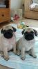 Kc Registered Platinum And Fawn Pug Puppies