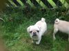 White And Silver Gene Carrying Pugs