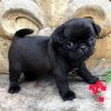 Fawn, Black & Brindle Pug Puppies