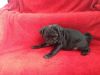 5 Pedigree Pug Puppys Black And Fawn Reduced
