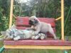 AKC Pug puppies. I have 2 black males and a fawn