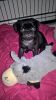 AKc Reg Black Pug Puppy