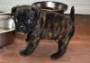 Registered Pug Puppies - Ready To Leave!