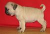 Now available Pug puppies