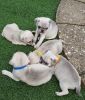 Kc Reg Pug Puppies For Reserve