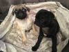 2 Adorable Pug Puppies. Ready Now!