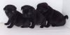 Kc Registered Pure Black Pug Puppies