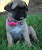 Top Class Pug Puppies For Sale