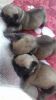 Fawn Pug Puppy - Kc Reg- Stunning Little Guys For Sale