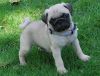 SDCVF Akc registered PUG puppies