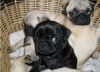 Male and female Pug puppies For Sale