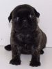 Kc Registered Pug Puppies Black Fawn