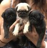 GHTYN AKC REGISTERED PUG PUPPIES