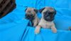 JNHVDEF Pretty PUG puppies available