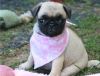 DFVGH Beautiful AKC Purebred Male & Female PUG puppies for rehoming