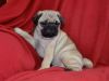 Charming Pug puppies available now.