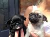 Twin and Lovely Male and Female pug puppies for sale