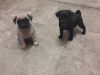 Reduced* Ready In 2 Week Champion Pug Puppies