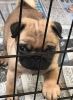 Pug Puppy for sale